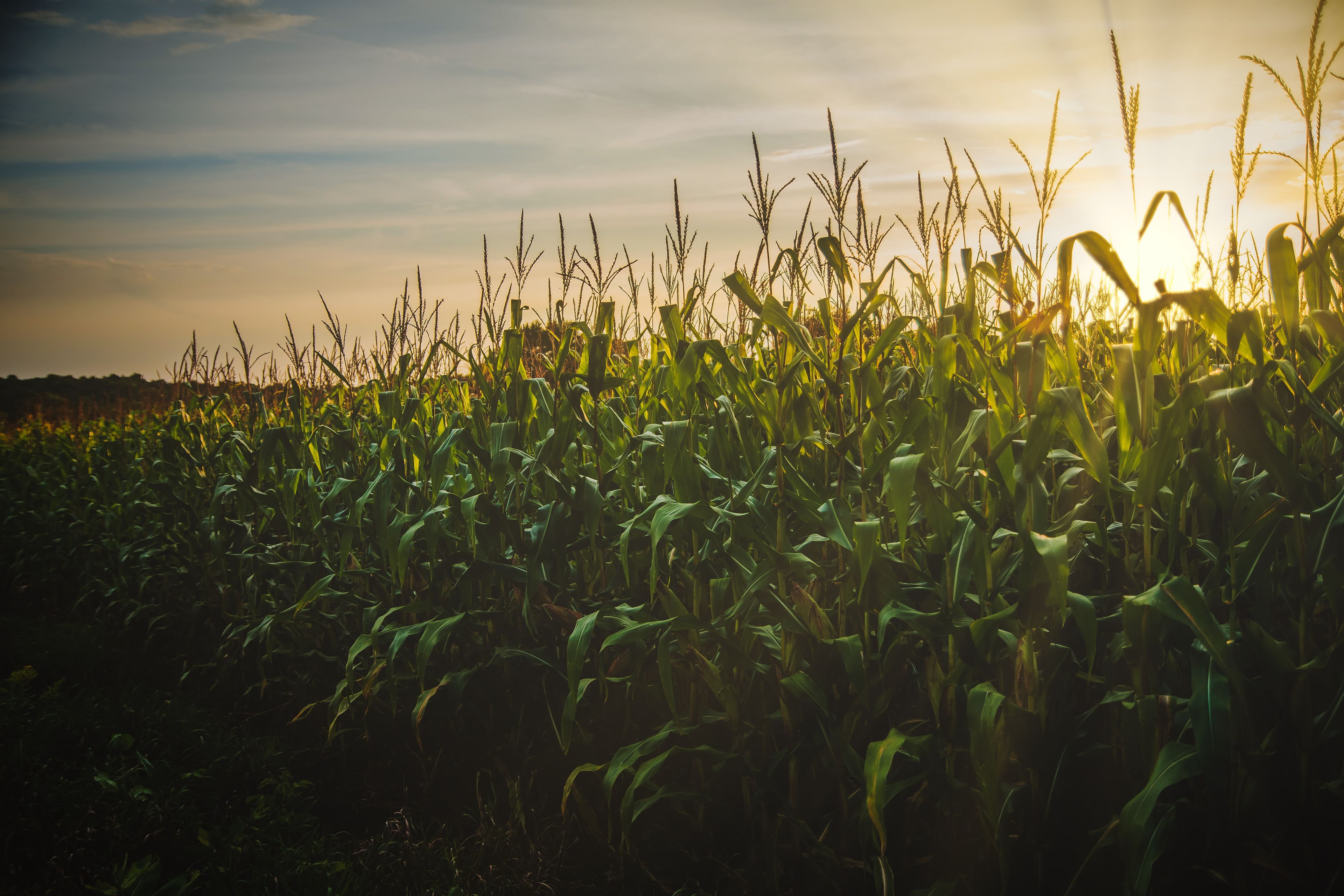 Plantação de milho ao entardecer em área rural